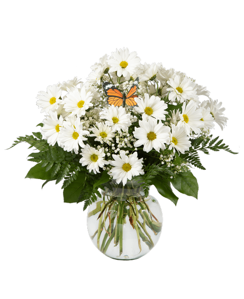 A 7-3/4 inch glass vase holds an all-around arrangement with white daisy poms and baby's breath with a butterfly stick-in. 17 inchH x 12 inchW