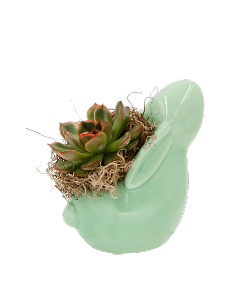 A 5.5 inchH rabbit pottery holds an easy to care for succulent plant. (rabbit container colors will vary)