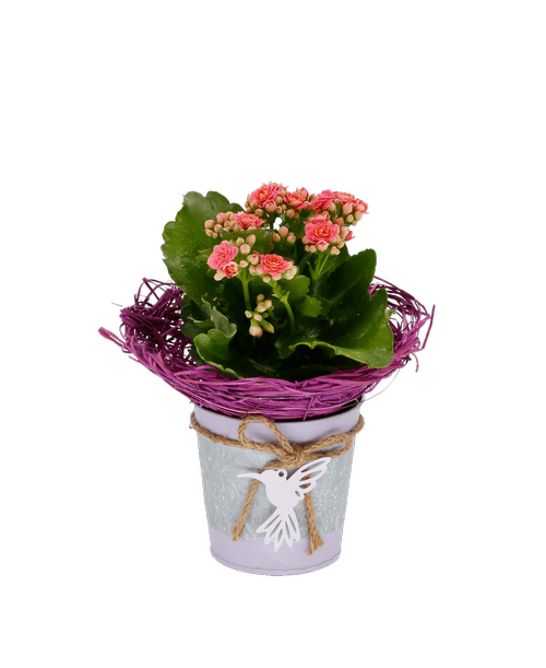 4.5 inchH x 4.75 inchW metal pot with lavender trim and embossed flower design with a rope rim and a hanging hummingbird with a purple bouquet holder displaying a calandiva plant.