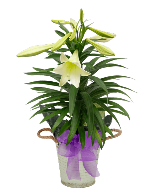 A 6.75 inchH x 7 inchW green metal pot with rope handles holds a traditional 4-5 bloom Easter Lily with a purple sheer bow.