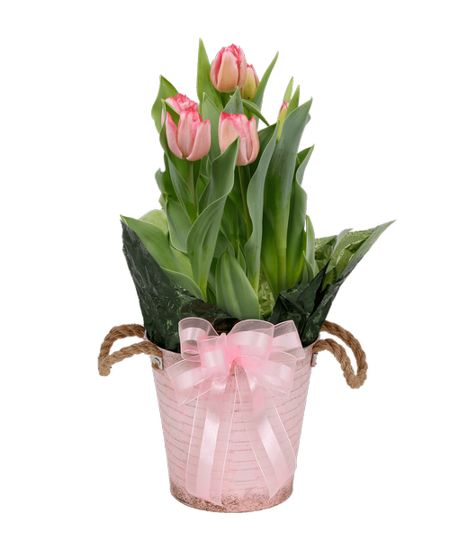 A 6.75 inchH x 7 inchW light pink metal pot with rope handles holds a pink 6 bloom tulip plant and a pink sheer and satin stripe bow.
