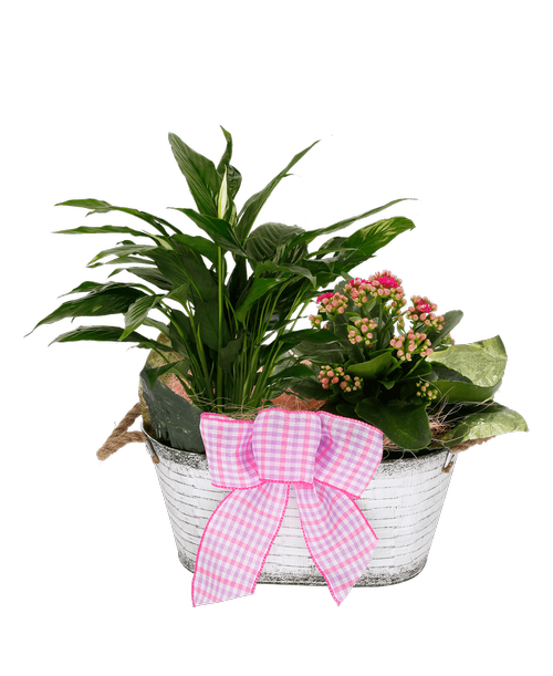 A 5.5 inchH x 12' inchW white painted oval metal pot with rope handles holds a calandiva plant and a Spathiphyllum plant. Decorated with pink sisal, and a lavender gingham bow.