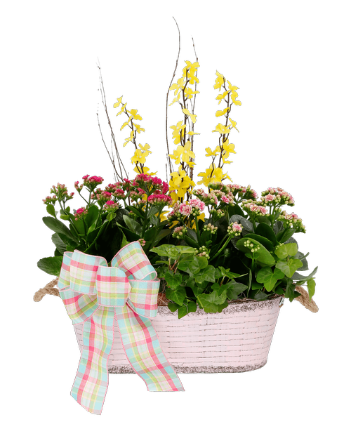 A 5.5 inchH x 16' inchW oval metal pot with rope handles holds two calandiva plants, and an ivy plant. Decorated with silk yellow forsythia, pink sisal, and a pastel colored plaid bow.