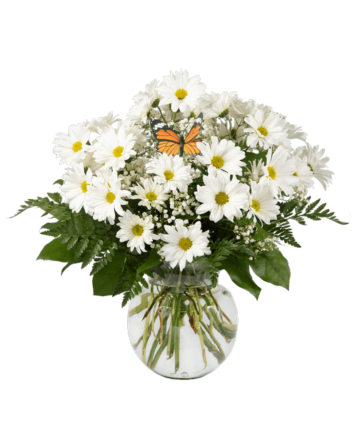 A 7 clear dimpled glass vase holds an all around arrangement with white daisy poms and baby's breath with a butterfly stick-in. 17 inchH x 12 inchW