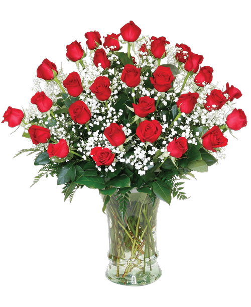 A 14.5 inchH clear glass vase holds an impressive arrangement with three dozen long-stemmed roses with baby's breath and greens. 31 inchH x 27 inchW