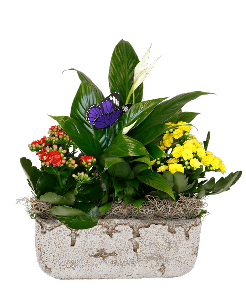 A 7 inch x 7 inch white wash wooden box holds three foliage plants and includes a 5.5 inch resin cardinal. Approximately 14 inchH x 13 inchW