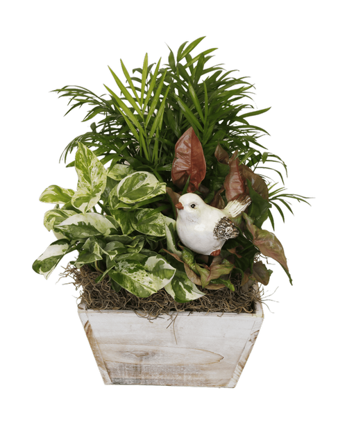 A 10 inchL x 4 inchH rectangular distressed cement design container holds three plants including two calandiva plants, a spathiphyllum plant (Peace Lily), and includes a butterfly stick in. Plant colors may vary. Approximately 13 inchH x 12 inchW