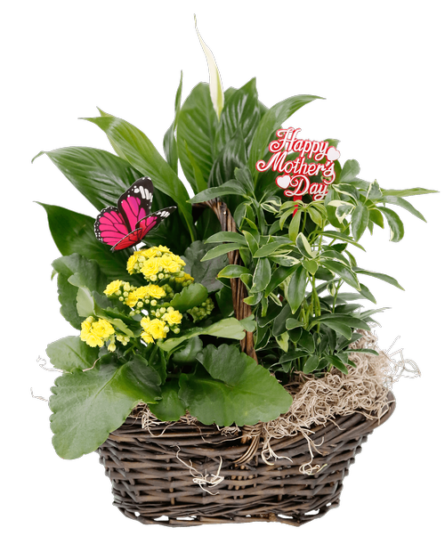 An 11 inch oval willow basket with a calandiva plant, two foliage plants, and includes a Happy Mother's Day stick in and a butterfly. (Plant color and heights may vary) Approximately 12 inchH x 13 inchW