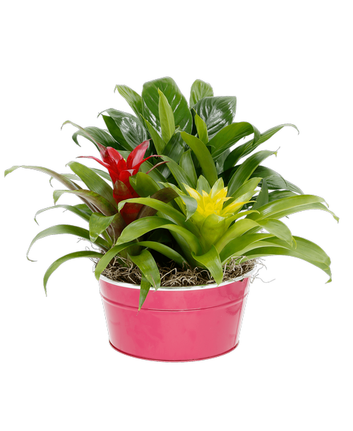 An 8 inch hot pink metal container holds two bromeliad plants and a Spathiphyllum (Peace Lily) plant. Approximately 13 inchH x 13 inchW