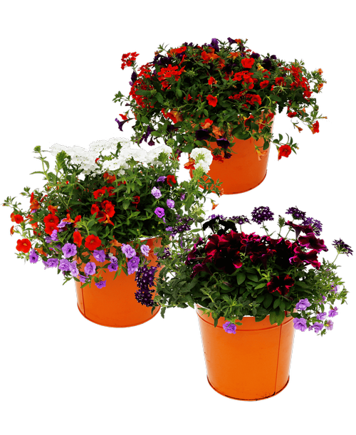 Assorted annual plants planted in a 10 inch orange tin pot