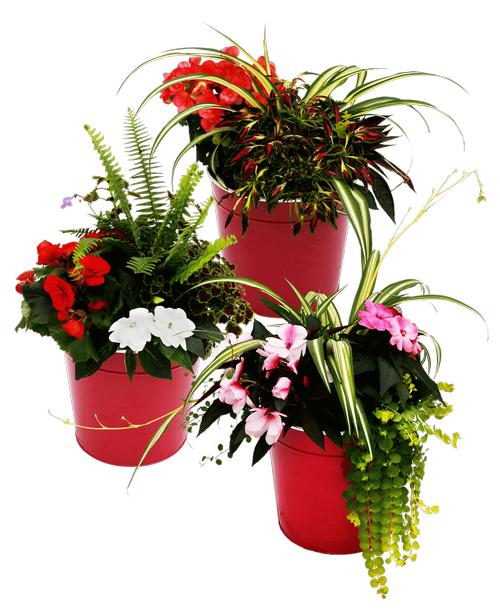 Assorted annual plants planted in a 10 inch hot pink tin pot