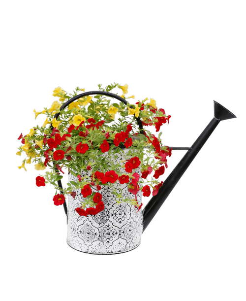 A 16 inchH x 20 inchW metal watering can with a blue and white design holds calibrachoa plants. Colors may vary.