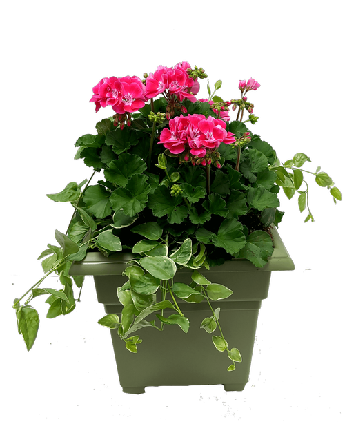 A 14 inch green square planter holds potted geraniums. Colors may vary.