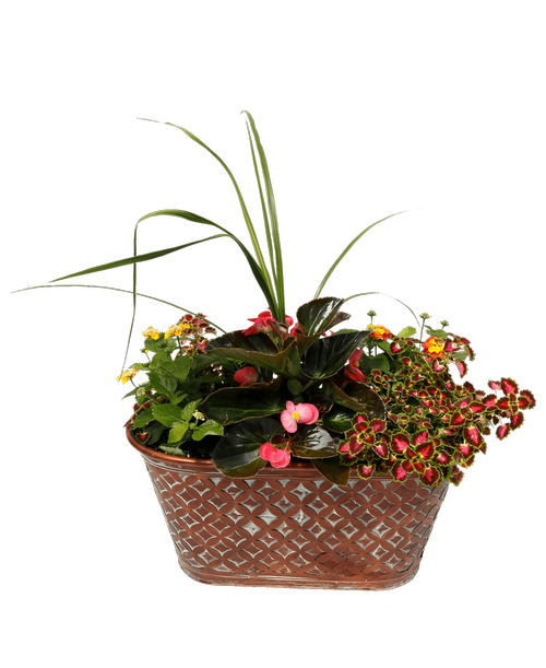 A 17.5 inchL x 8.5 inchH oval decorative copper metal pot holds assorted annual plants.