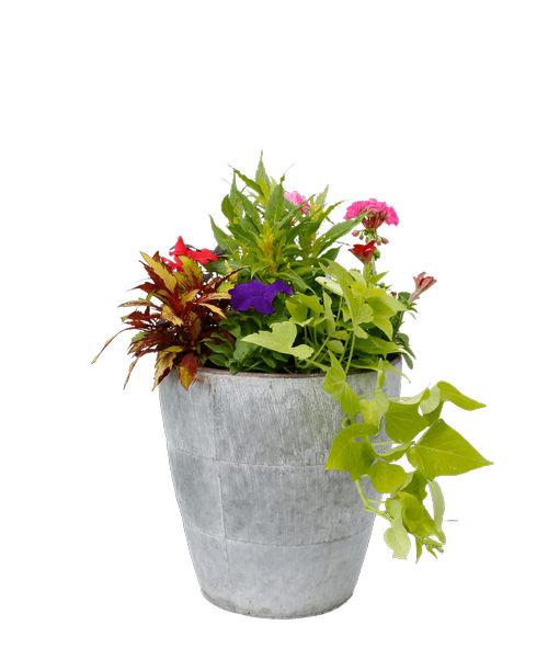 A 13 inch round galvanized pot holds assorted annual plants.