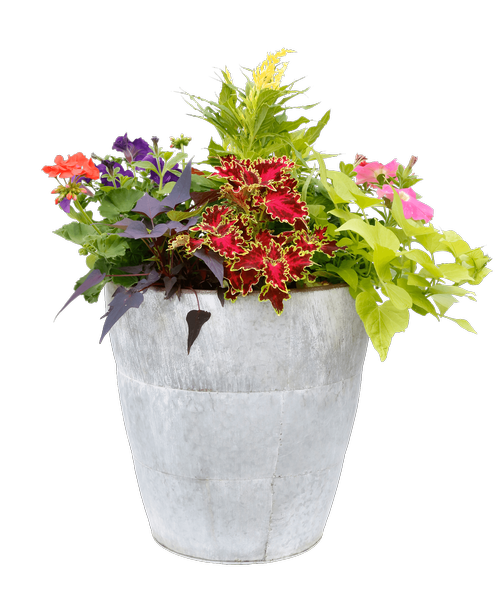 A 15.5 inch round galvanized pot holds assorted annual plants.