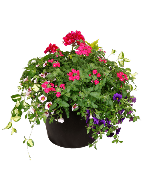 Assorted annual plants planted in a 14” diameter outdoor pot of heavyweight plastic. Plant colors will vary.