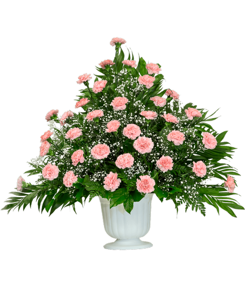 A one-sided arrangement from our Traditional Funeral Collection, suitable to be sent to a funeral or memorial service, with carnations and babies breath designed in a 9.5 inch pedestal urn. 36 inchH x 33 inchW