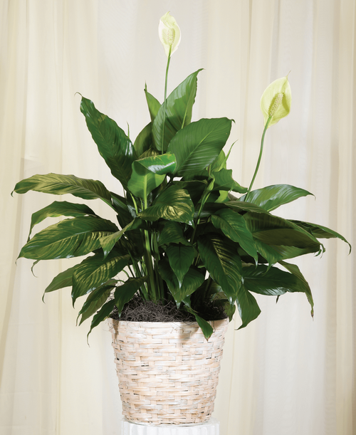 Peace Lily in an 8 inch basket. Height will vary