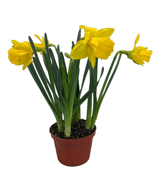  6 inch Daffodils