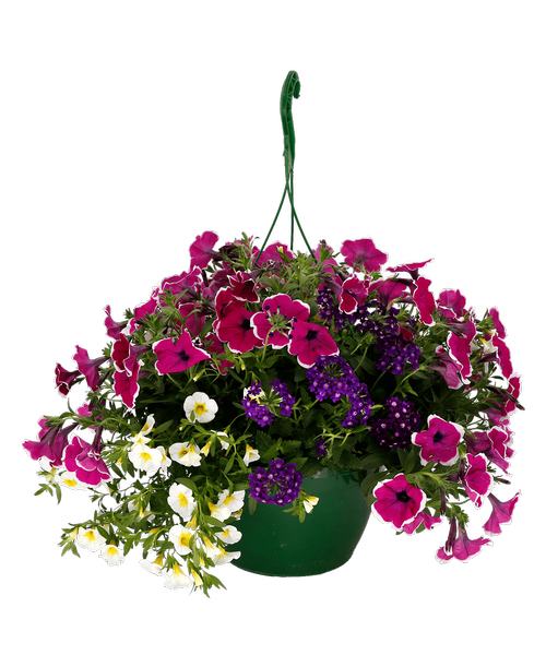11 inch Royalty Hanging Basket, Mixed Annuals in shades of Purple and White