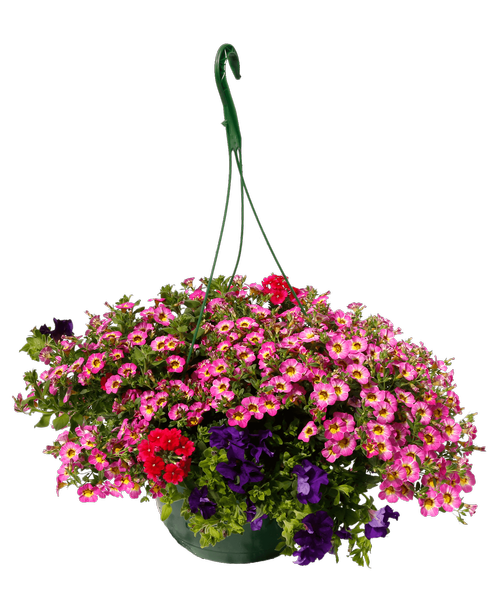 11 inch Tickled Pink Hanging Basket, Mixed Annuals in shades of Purple and Pink