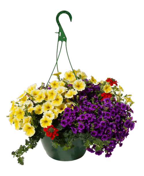 11 inch Spring Sunshine Hanging Basket, Mixed Annuals in Yellow, Red, and Purple