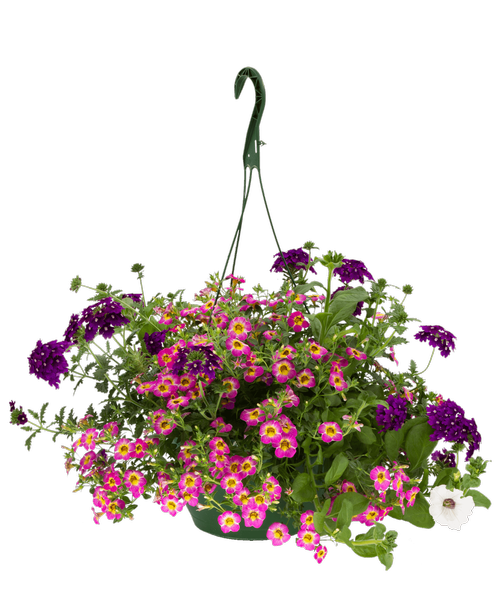 11 inch Raspberry Tart Hanging Basket with Mixed Annuals in shades of pink and purple