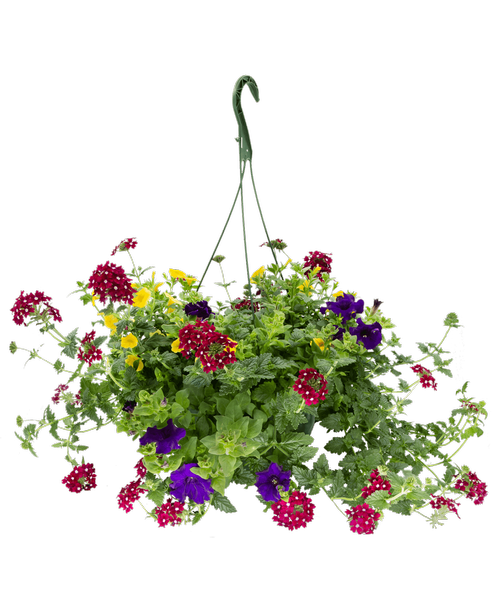11 inch Playdate Hanging Basket, Mixed Annuals in Purple, Red, and Yellow