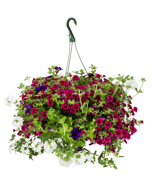 11 inch Gratitude Hanging Basket, Mixed Annuals in White, Red, and Purple