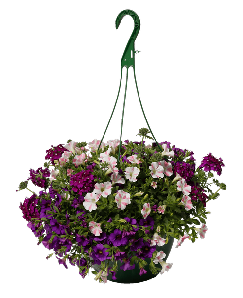11 inch Purple Passion Hanging Basket, Mixed Annuals in Shades of Purple