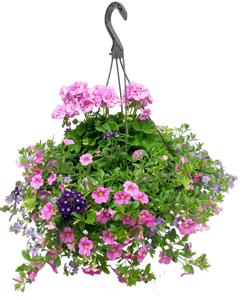13 inch Hanging Basket, Lavender Love (Sun) - Assorted annual plants planted in a 13 inch hanging fiber pot