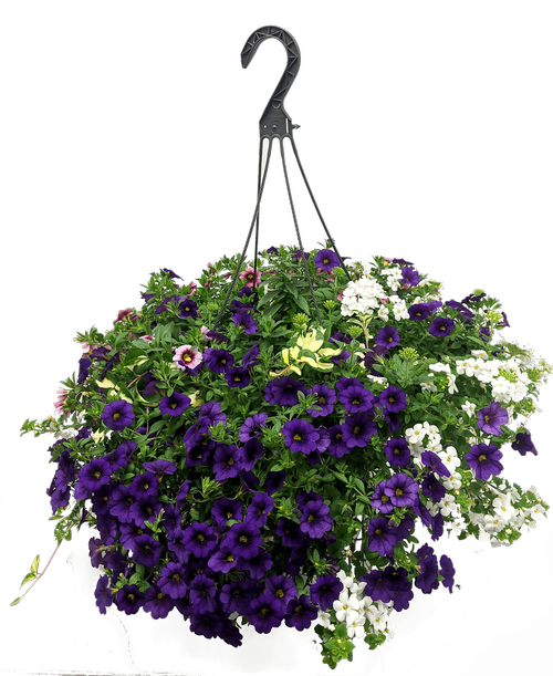 13 inchHanging Basket, Plum Dandy (Sun) Assorted annual plants planted in a 13 inch hanging fiber pot