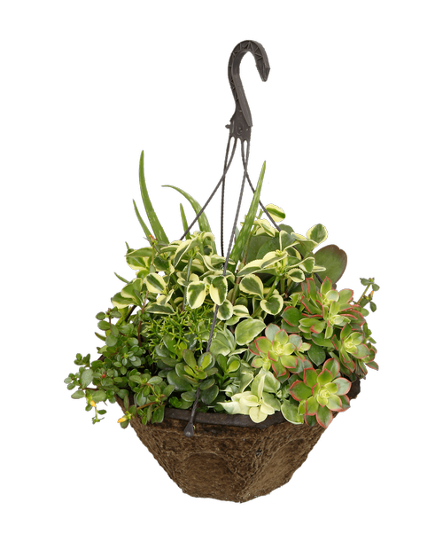 13 inchHanging Basket, Vacation Survivor (Full or part sun) - Assorted succulent and drought-tolerant plants