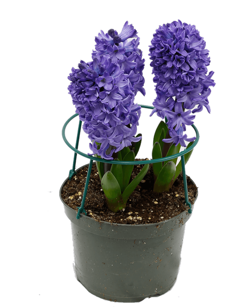 3 Bloom Blue Hyacinth
