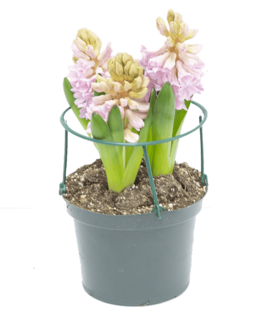 3 Bloom Pink Hyacinth