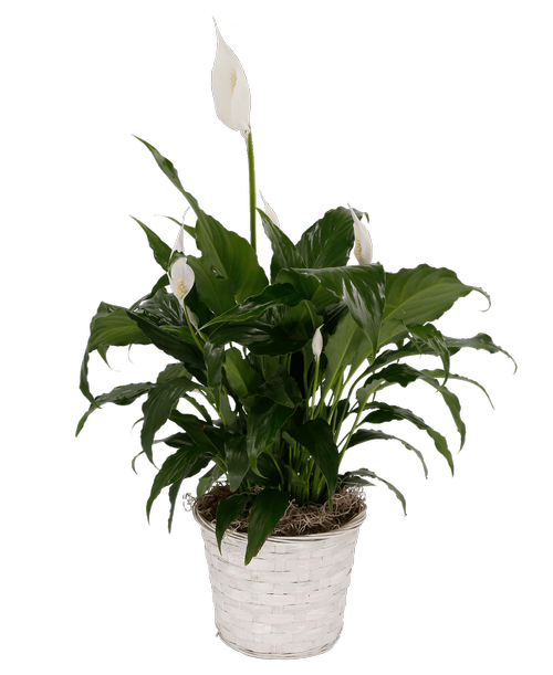 Spathiphyllum (Peace Lily) Plant in a 6 inch white basket. Height will vary.
