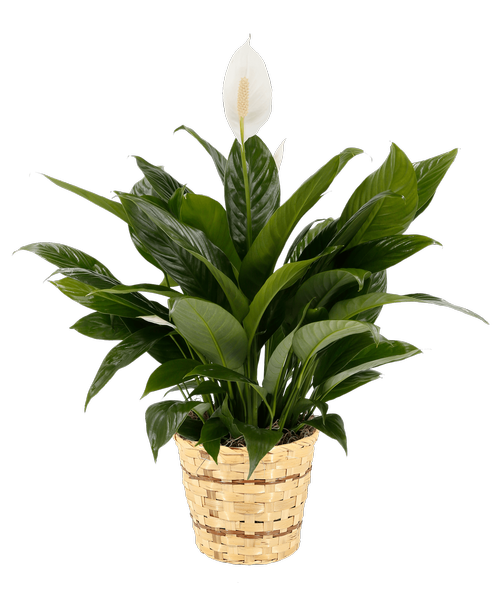 Peace Lily in a 6 inch basket. Height will vary.