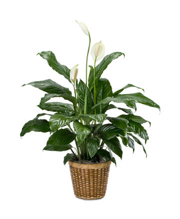 Peace Lily in a 8 inch basket. Height will vary.
