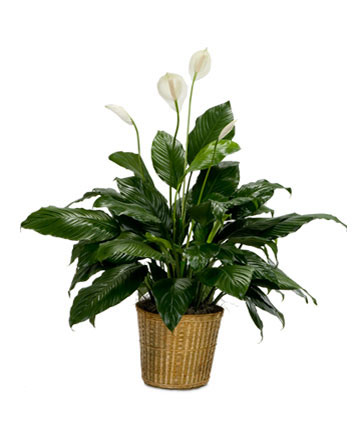 Peace Lily in a 10 inch basket. Height will vary.