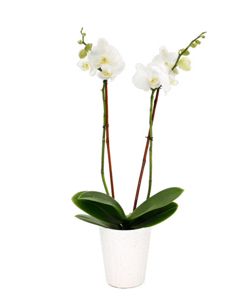 White Phalaenopsis Orchid in a 5 inch white pot. Height will vary.