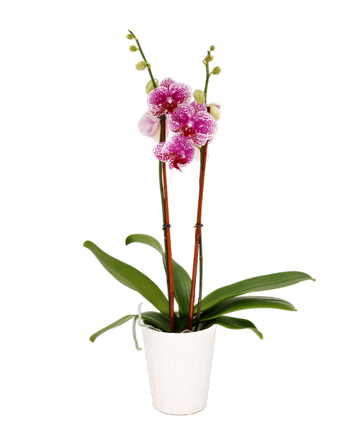 Speckled White and Purple Phalaenopsis Orchid in a 5 inch white pot. Height will vary.