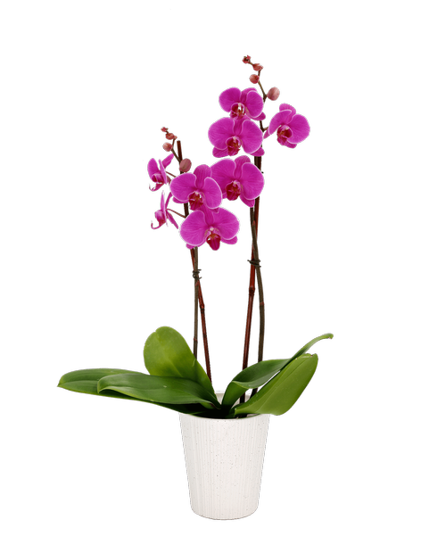 Purple Phalaenopsis Orchid in a 5 inch White pot. Height will vary.