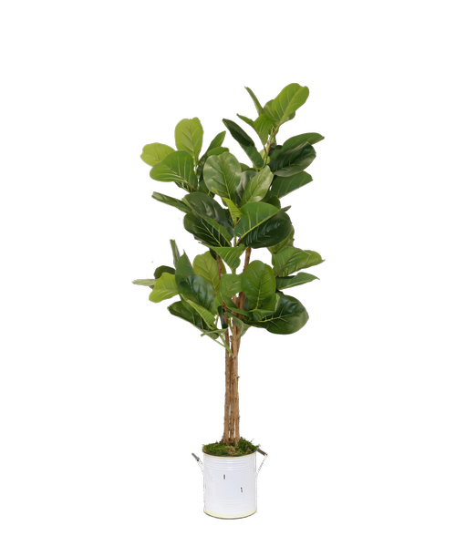 Silk 4' Fiddle Leaf Tree in a white metal tin with handles and a colored rim