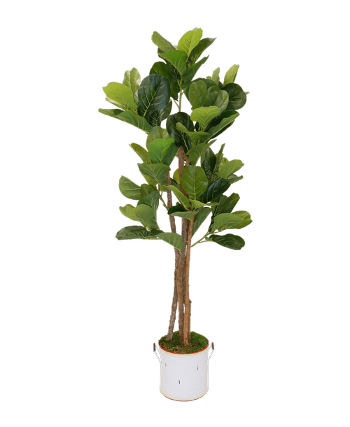 Silk 5' Fiddle Leaf Tree in a white metal tin with handles and a colored rim