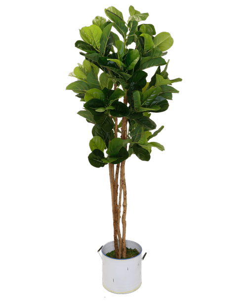 Silk 6' Fiddle Leaf Tree in a white metal tin with handles and a colored rim
