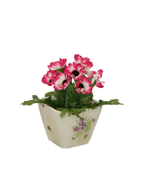 A 3 inch pot with a violet design holds silk cineraria flowers in two tone pink and white. 7.5 inchH x 7 inchW