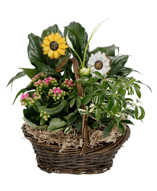 Assorted plants (including a Kalanchoe) and foliage plants beautifully combined in a 11 inch oval willow basket (Heights will vary)