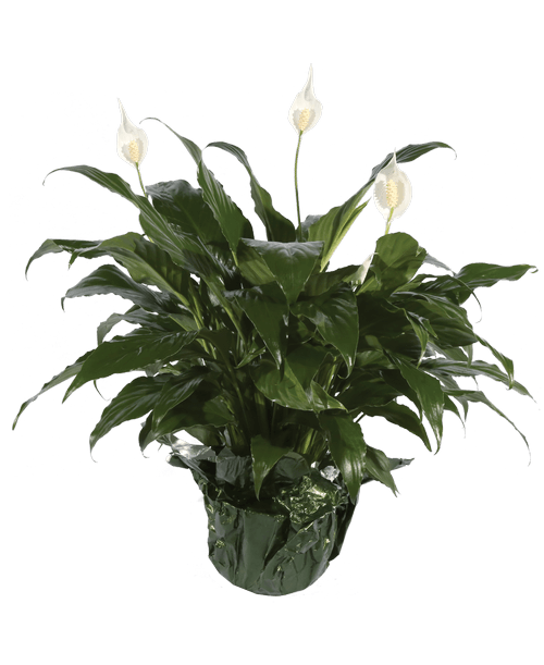6 inch potted Spathiphyllum Plant (Peace Lily)