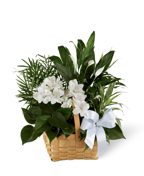 The FTD Peace & Serenity Dish garden is a gorgeous way to convey your deepest sympathies for your special recipient's loss. A collection of incredibly beautiful plants accented by stems of white Peruvian lilies. The presentation arrives in a natural woodchip rectangular basket accented with a white satin ribbon, to commemorate the life of the deceased and offer comfort and peace with its lush elegance. 